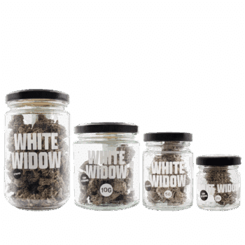 SMOOTH COMPANY – White Widow